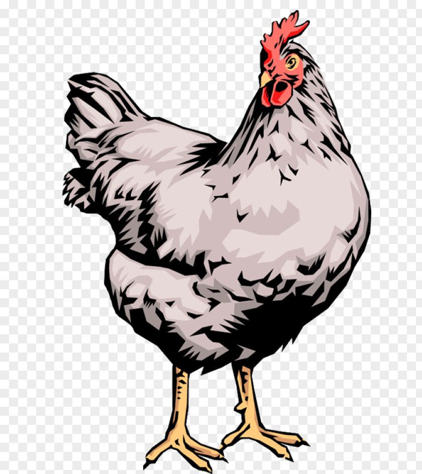 Chicken Egg Hen Chirping Chicks Rooster PNG