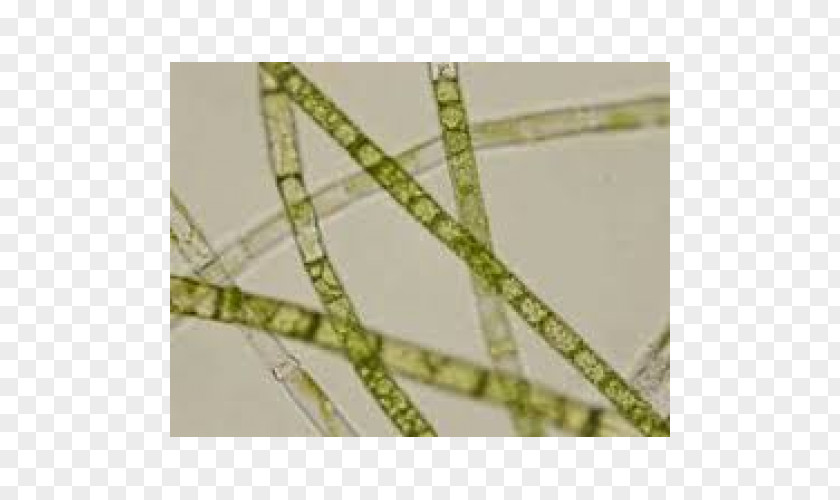 Microscope Oedogonium Slides Glass Oscillatoria PNG