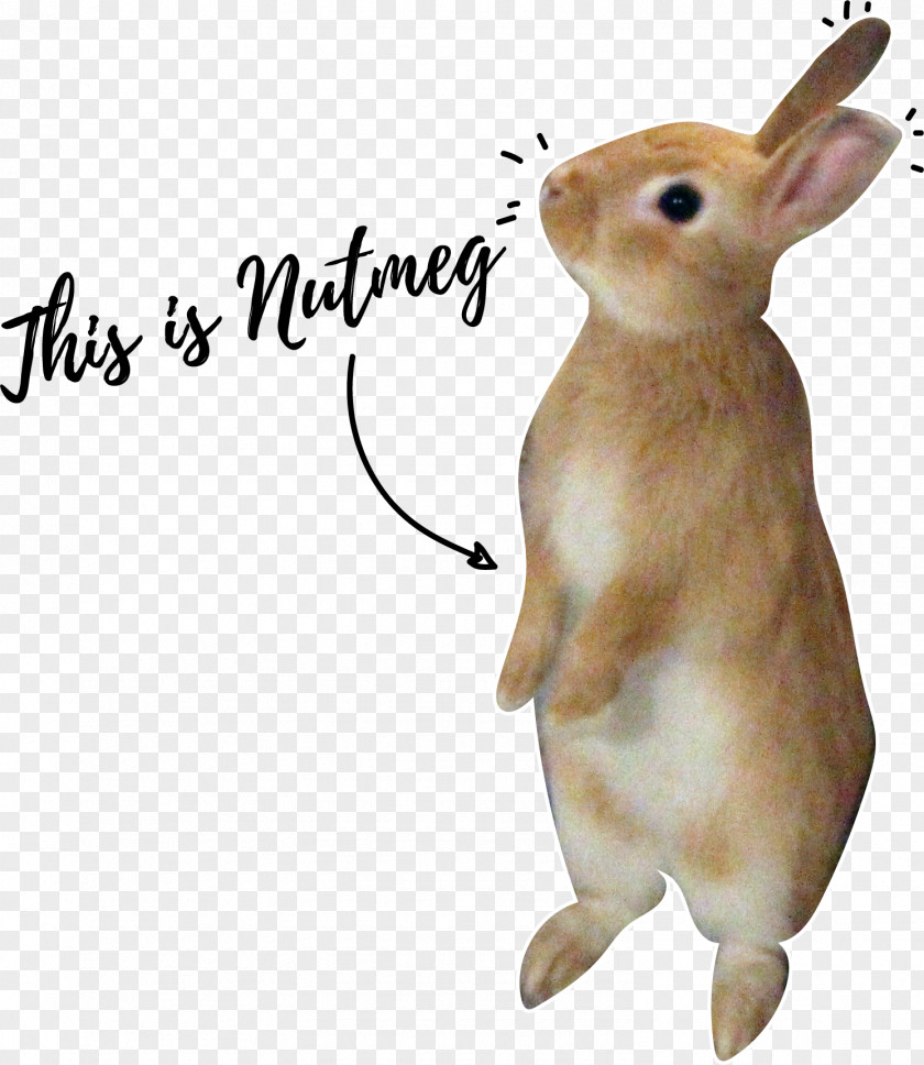 Nutmeg Domestic Rabbit Hare EMPOWERMENT LLC Rodent PNG