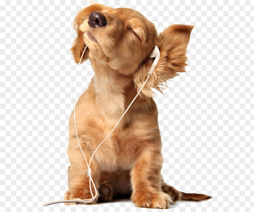Puppy Wearing Headphones Dachshund Pit Bull Pet Sitting PNG