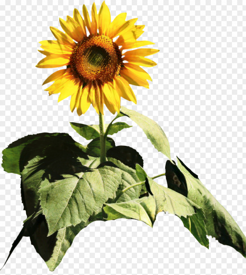 Common Sunflower Cut Flowers Seed Annual Plant PNG