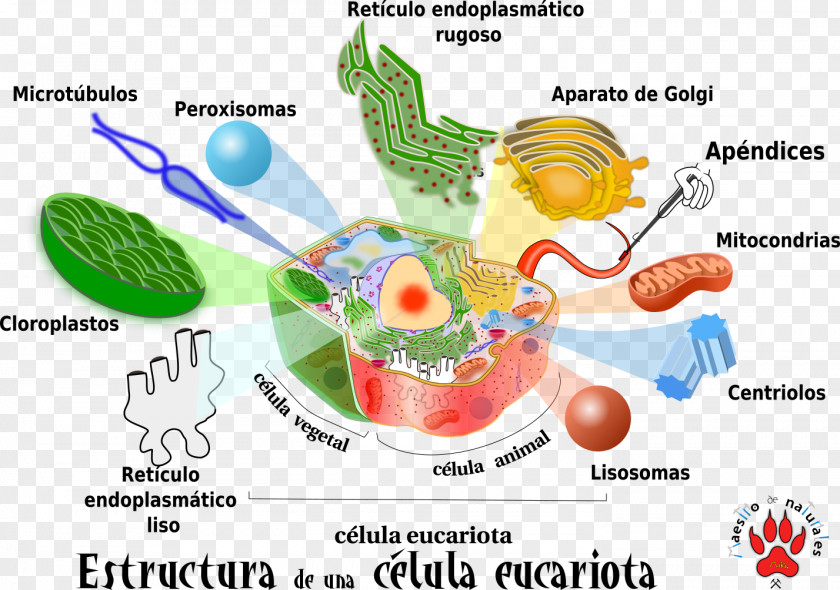 Design Organism Clip Art PNG