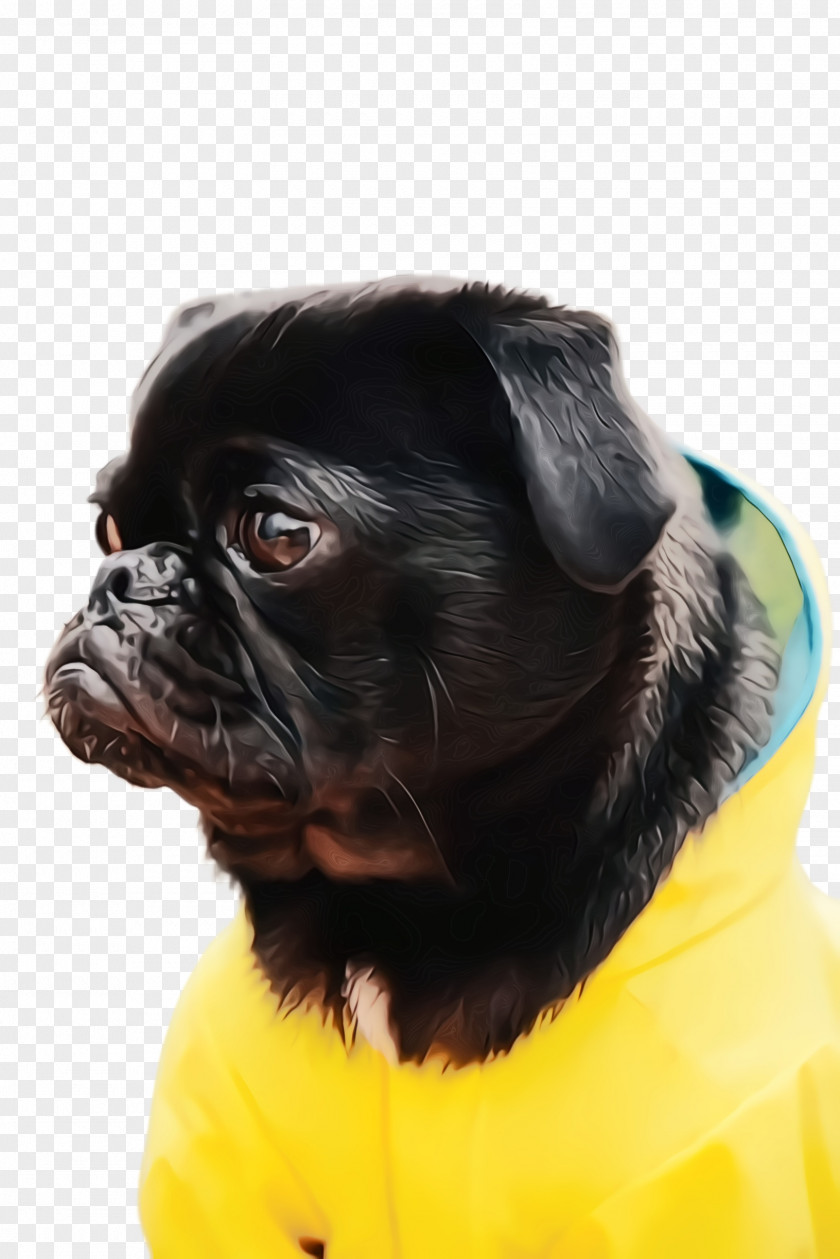 Dog Collar Companion Pug Breed Puppy Snout PNG