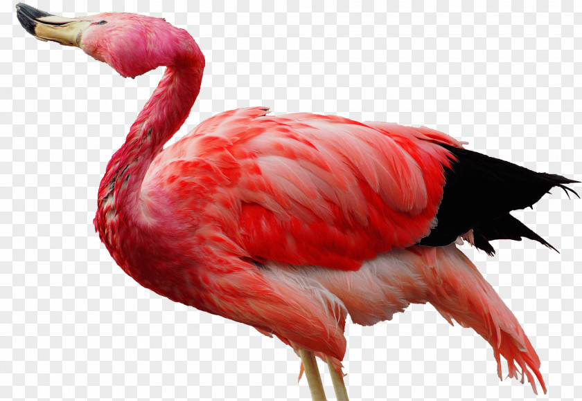 Flamingo Flamingos 4K Resolution Display Desktop Wallpaper Ultra-high-definition Television PNG