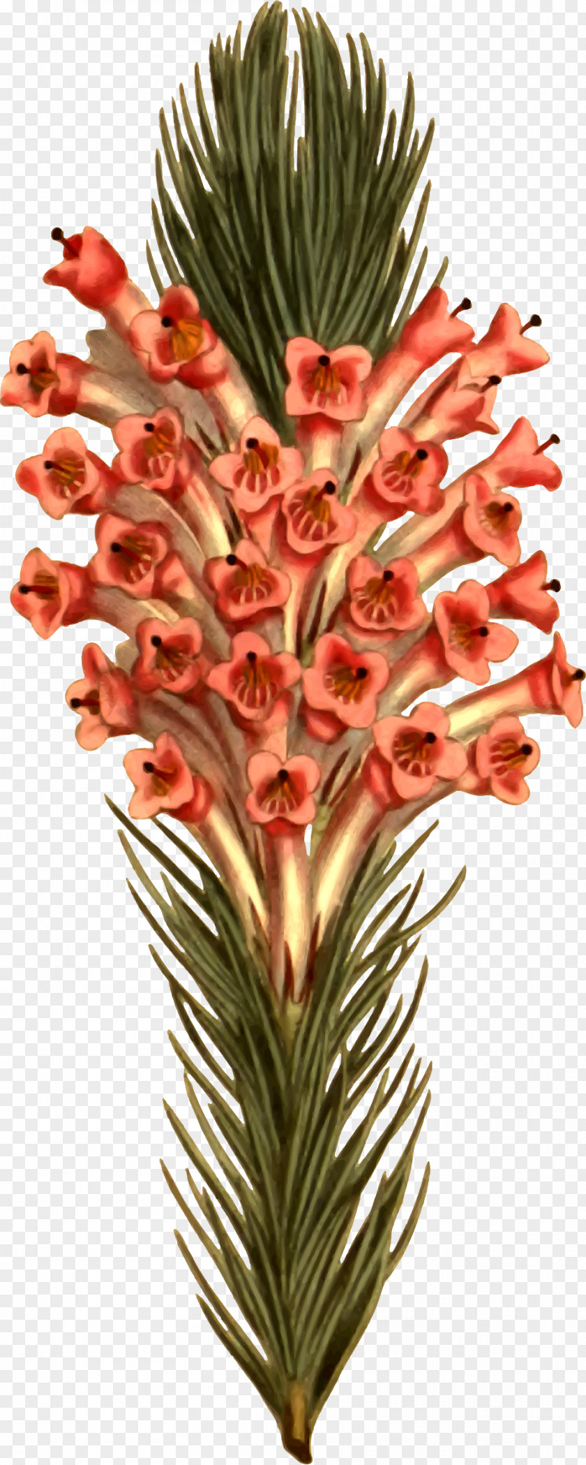 Heath Cut Flowers Flowerpot Plant Stem PNG