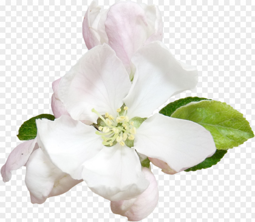 Lilly Flower Apples Blossom Plant Clip Art PNG