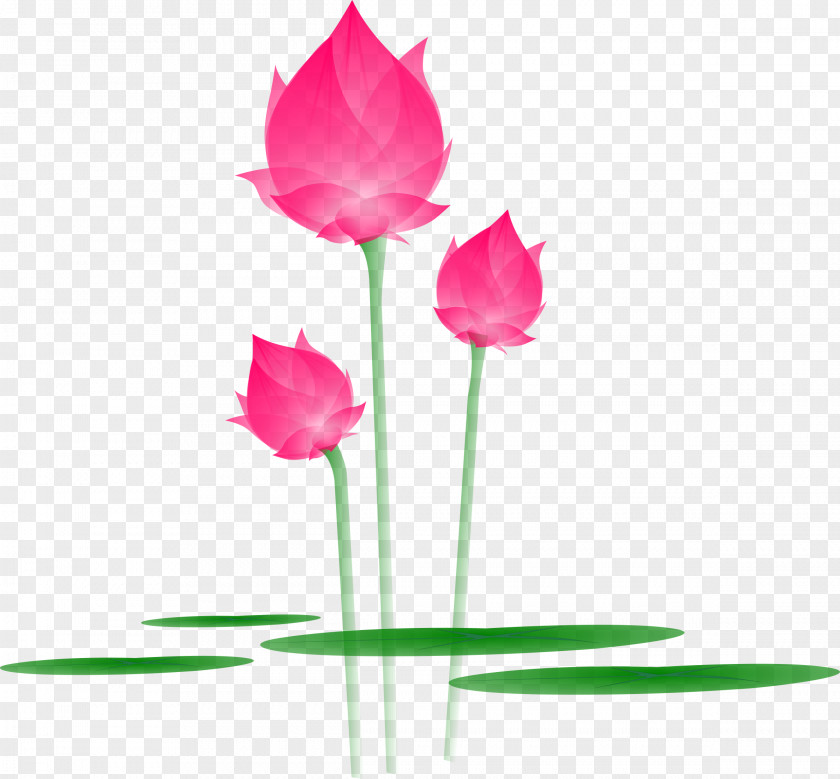 Lotus Nelumbo Nucifera Flower PNG