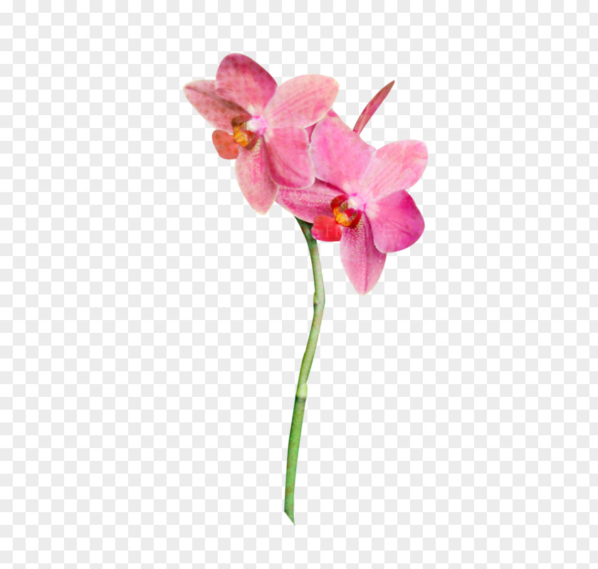 Orchid Vector Moth Orchids Plants Image PNG