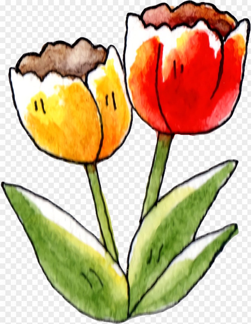 Tulip Plant Stem Cut Flowers Petal Herbaceous PNG