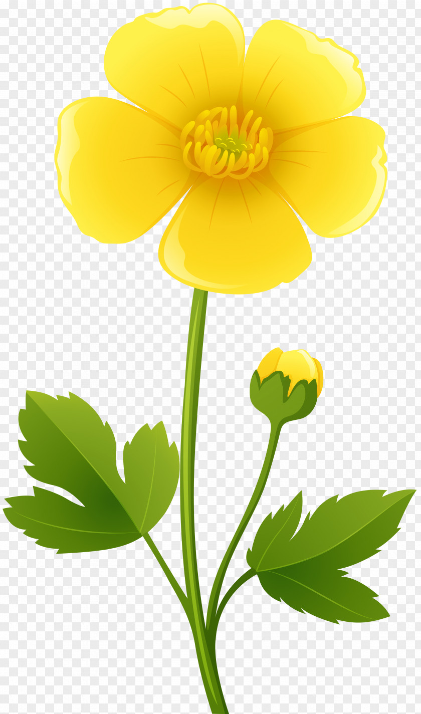 Yellow Flower Transparent Clip Art Image Ranunculus Bulbosus Stock Photography PNG