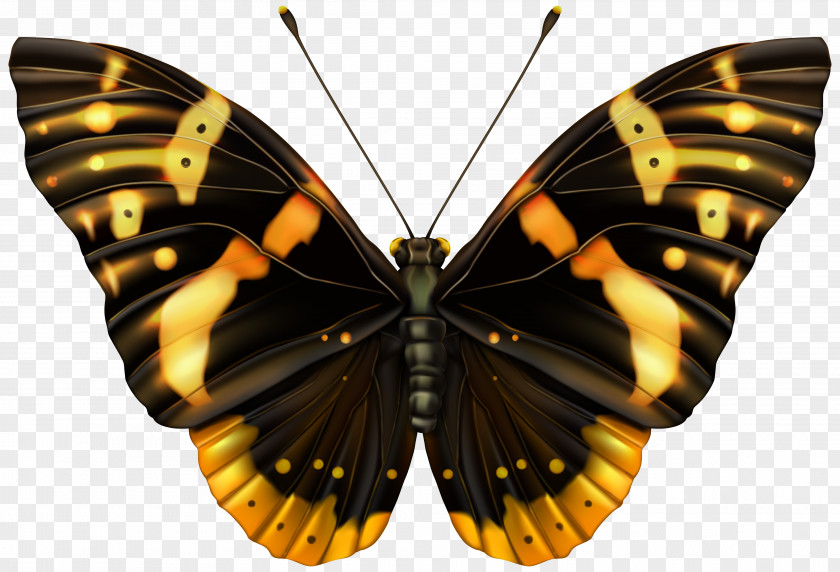 Batterfly Butterfly Clip Art PNG