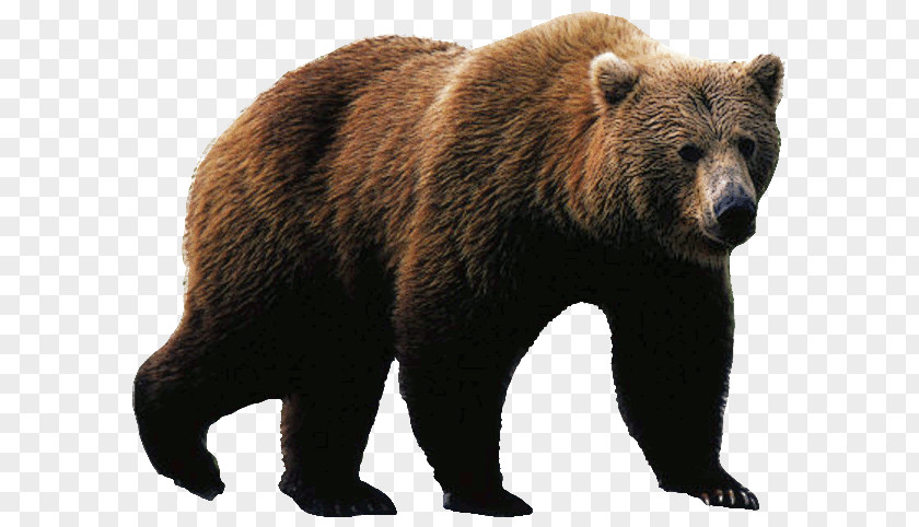 Bear Angry Polar Brown American Black Grizzly PNG