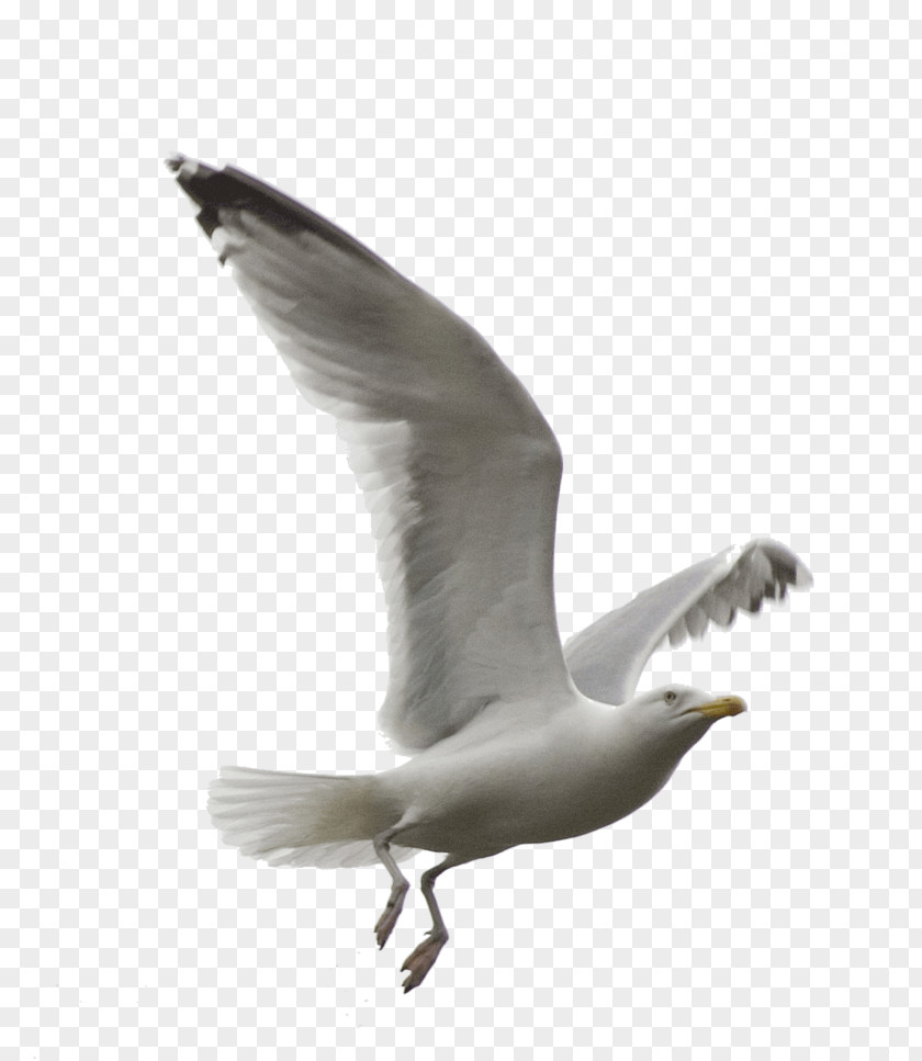 Bird European Herring Gull Gulls KakaoTalk PNG
