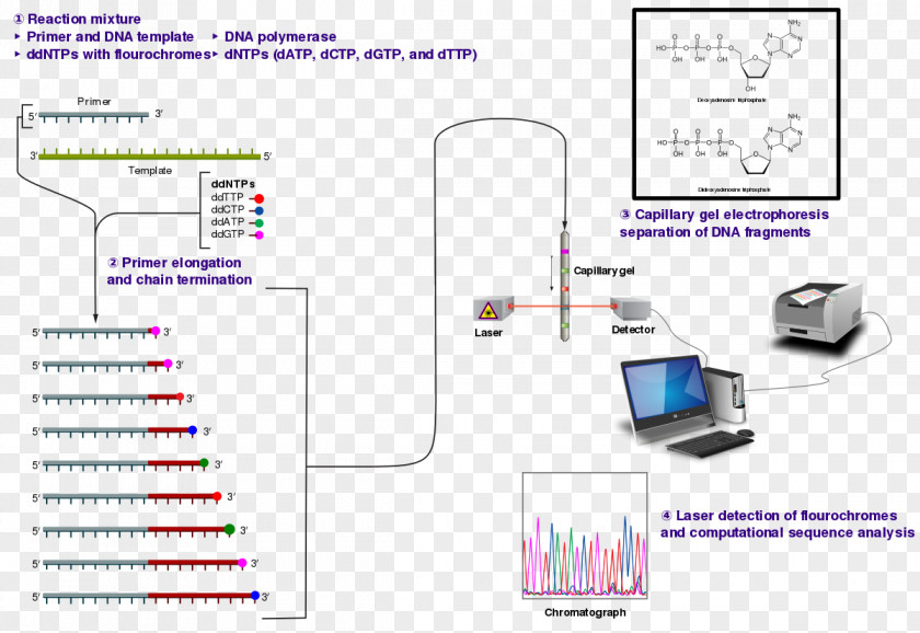 Sanger Sequencing DNA Dideoxynucleotide PNG