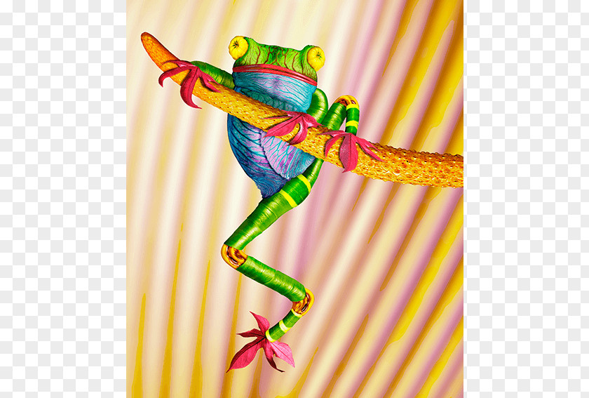 Tree Frog Photography United States PNG
