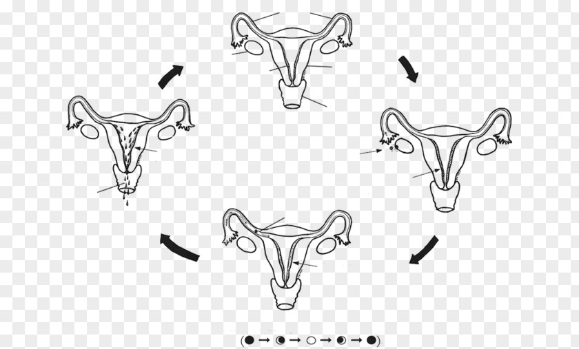 Woman Menstrual Cycle Cattle Menstruation Reproduction PNG