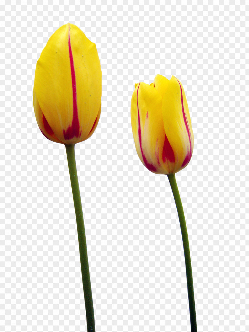 A Tulip Time Festival Yellow Flower PNG