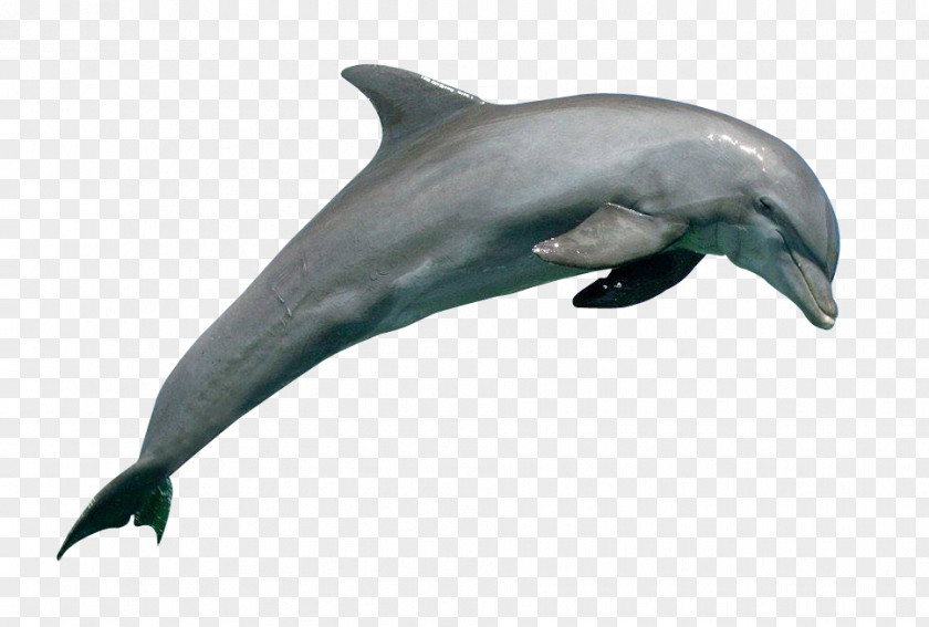 Dolphin Common Bottlenose Rough-toothed Wholphin Short-beaked Tucuxi PNG