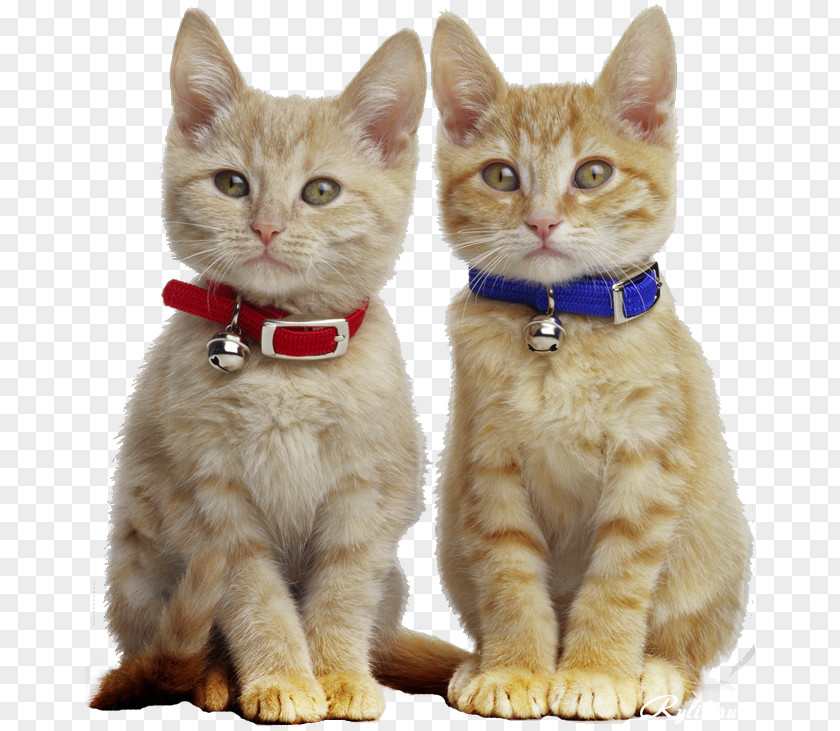 Kitten Manx Cat Pet Tabby Paw PNG