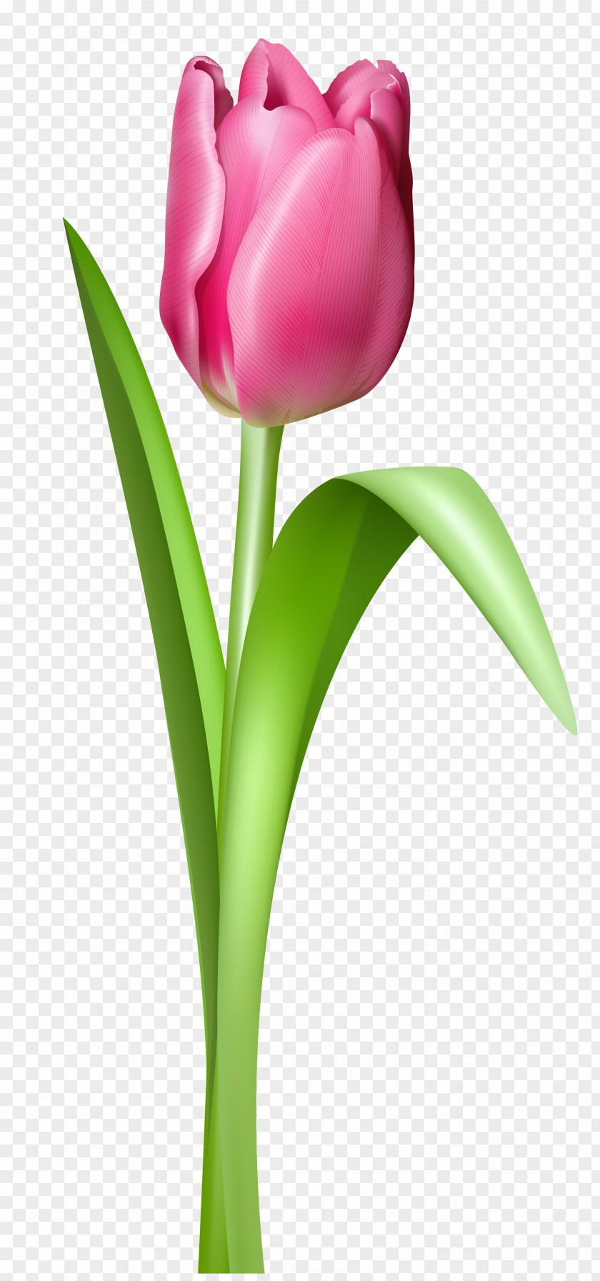 Pink Tulip Transparent Clipart Picture Mania IPhone 8 PNG