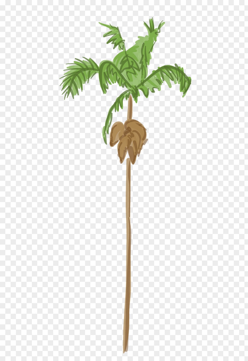 Date Palm Arecaceae Tree Weevil Plant Coconut PNG