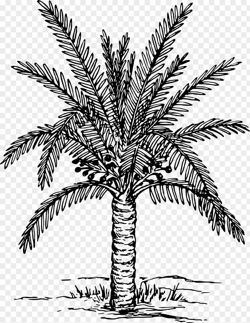 Fir-tree Metroxylon Sagu Arecaceae Drawing Tree Sago PNG