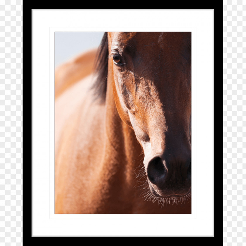 Mustang Arabian Horse Stallion Shire Gallop PNG