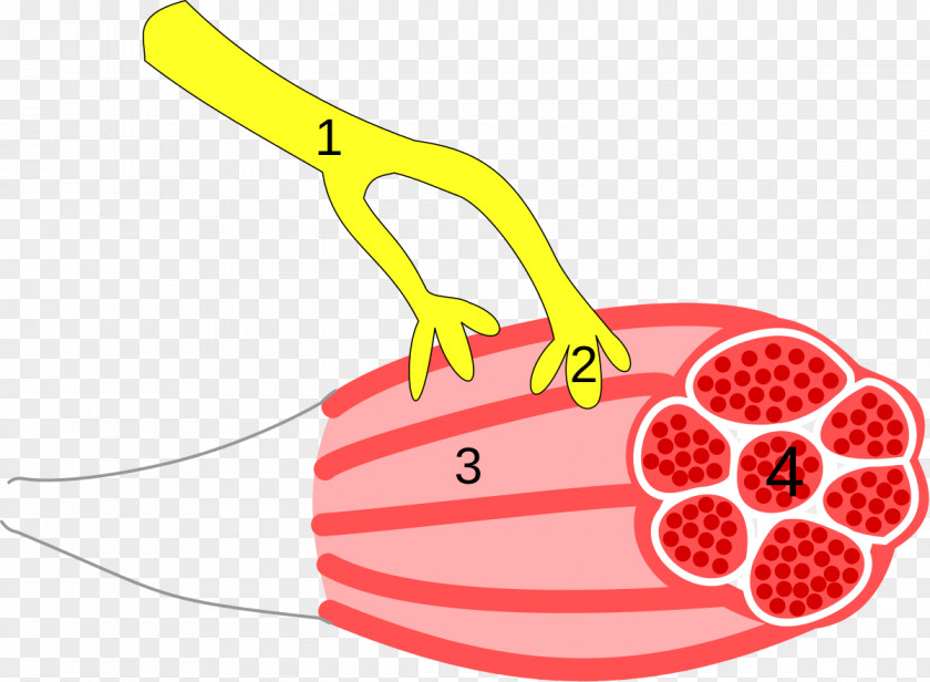 Nervous Neuromuscular Junction Skeletal Muscle Disease Synapse PNG