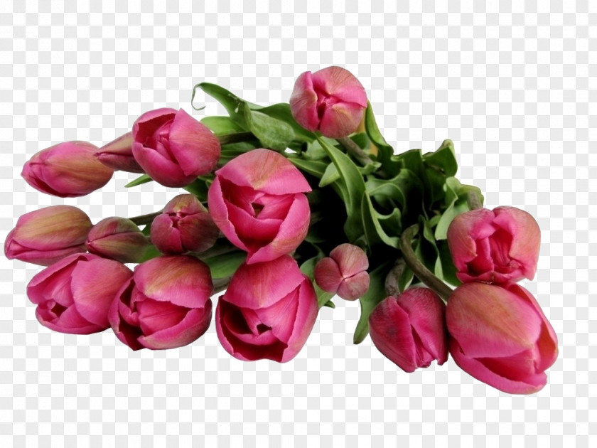 Rose Red Tulips Flower Bouquet Stock.xchng Clip Art PNG