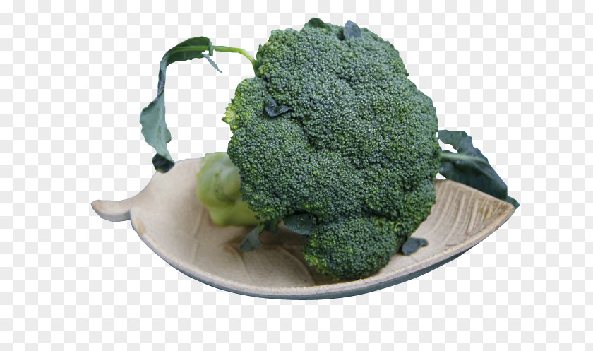 Still Broccoli Alpinia Officinarum Food PNG