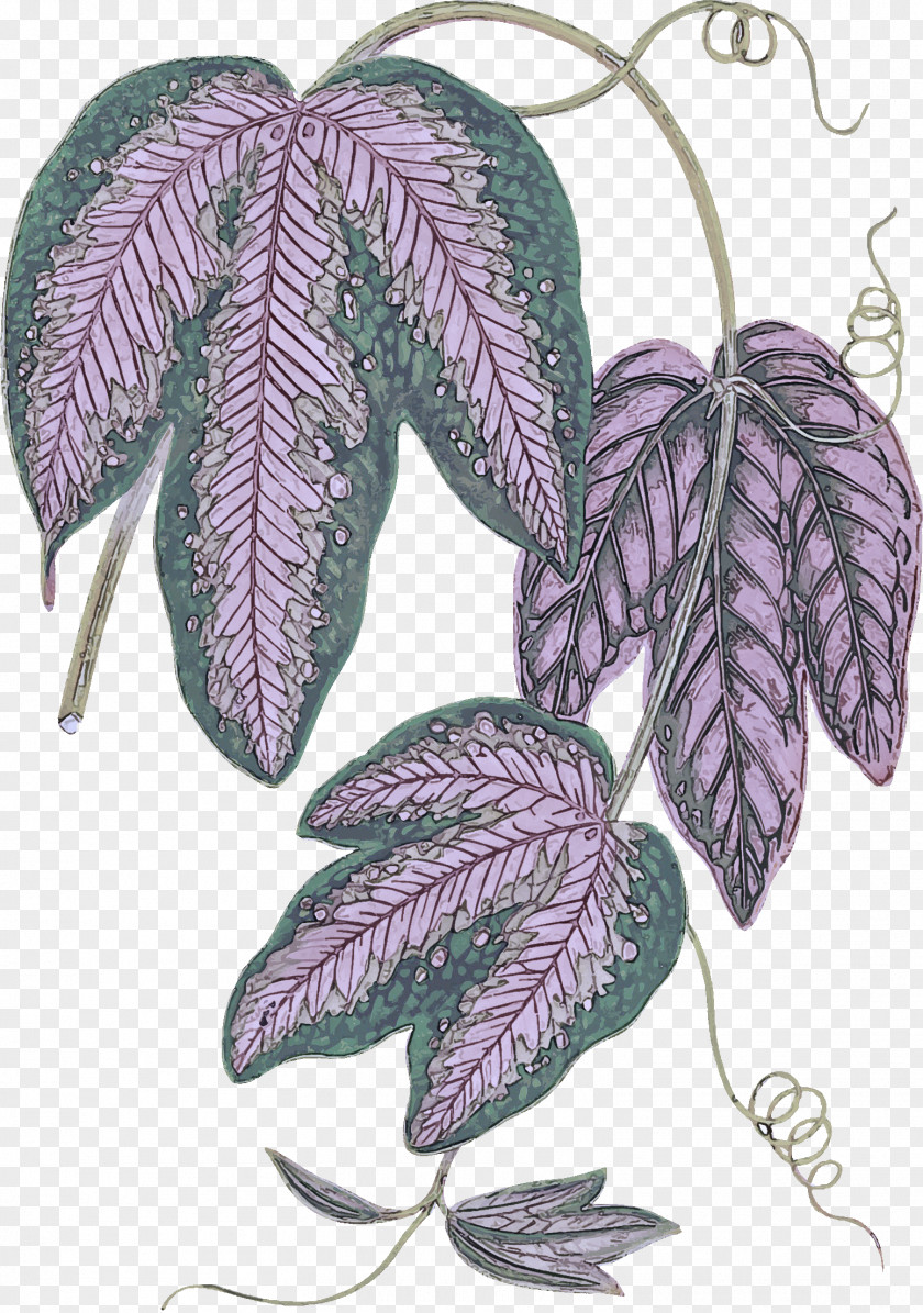 Leaf Lilac Violet Tree Plant PNG
