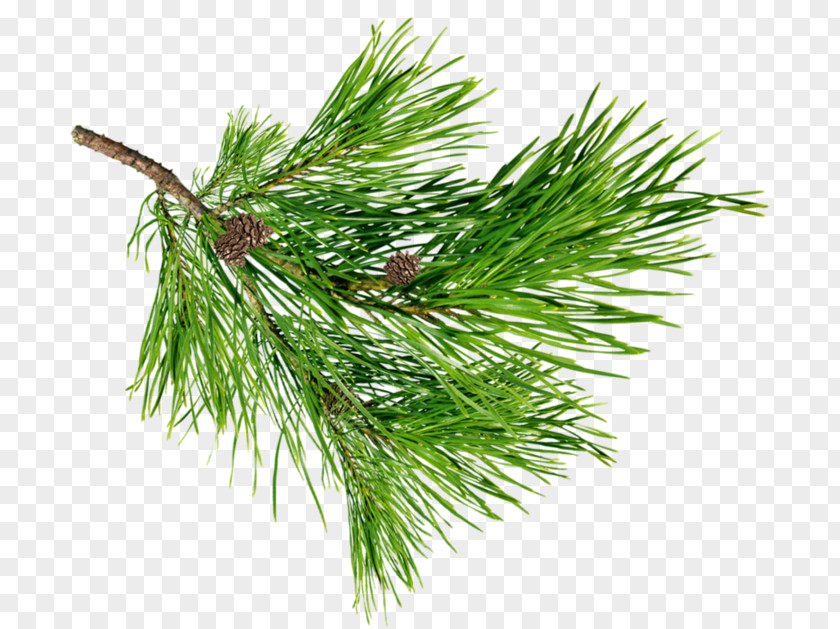 Plant Pine Spruce Fir Larch PNG