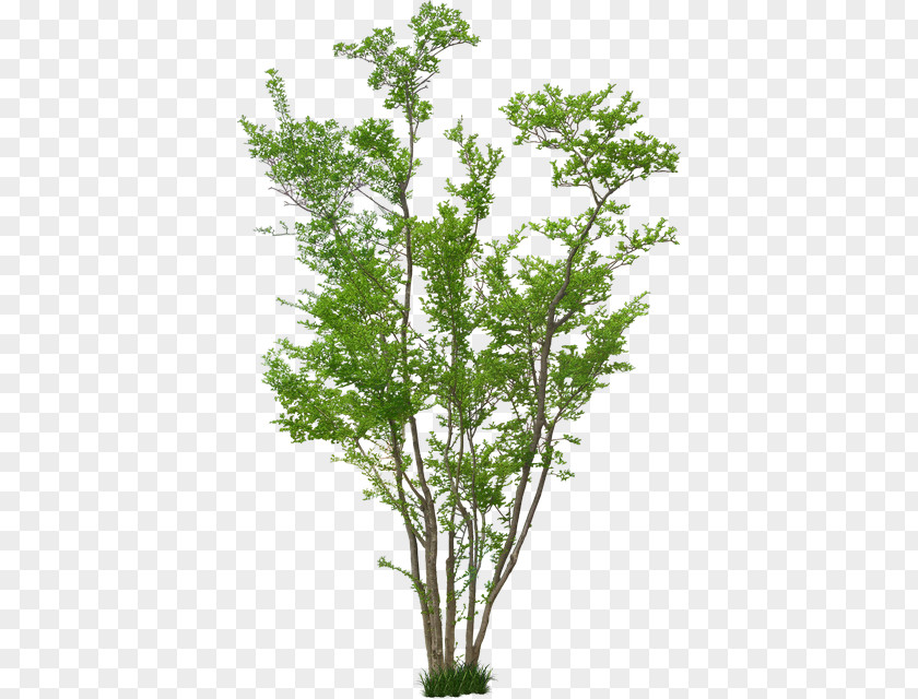 Tree Architecture Plant Landscape Design PNG