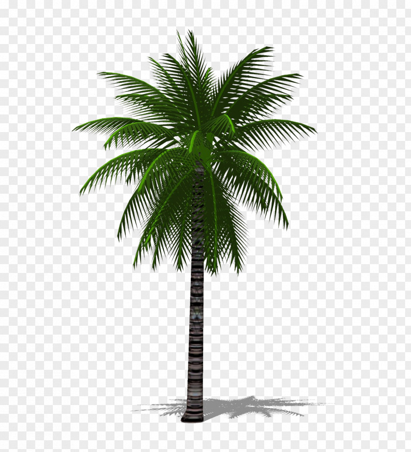 A Palm Tree 3D Date Arecaceae Chuniophoenix Hainanensis PNG