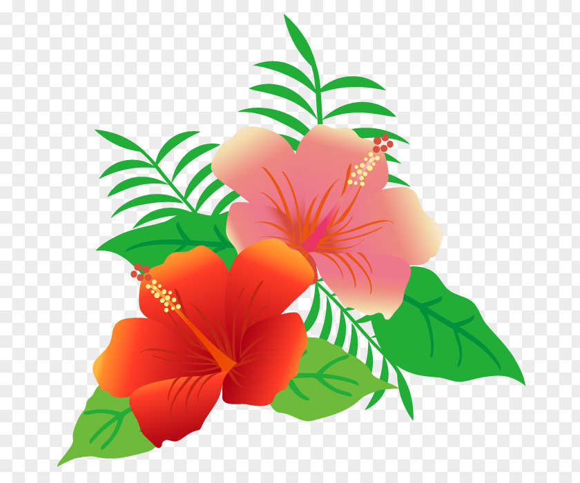 Flowers And Leaves Of Hibiscus. PNG