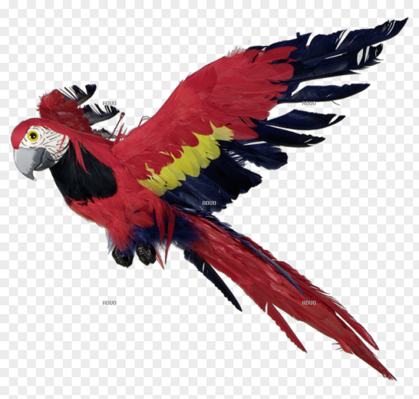 Parrot Macaw Bird Feather Beak PNG