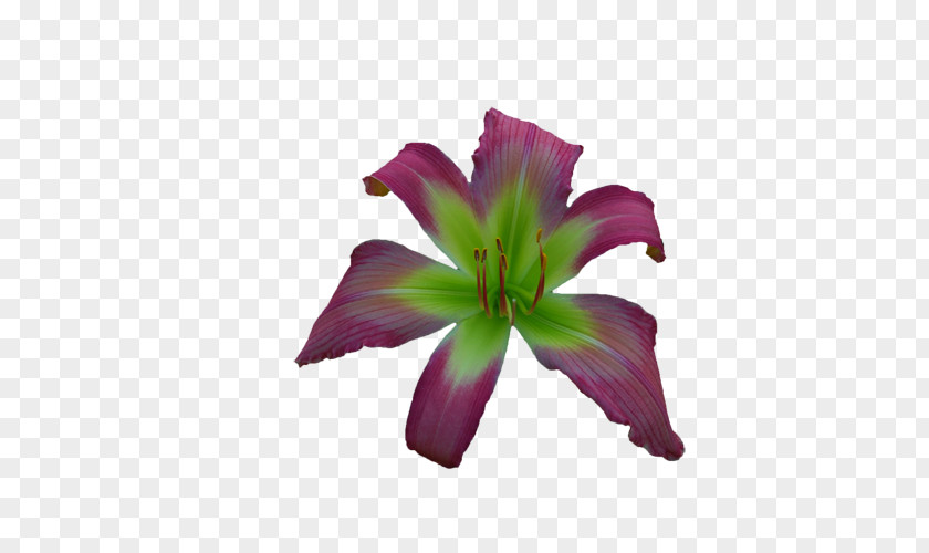 Purple Cut Flowers Daylily Petal PNG