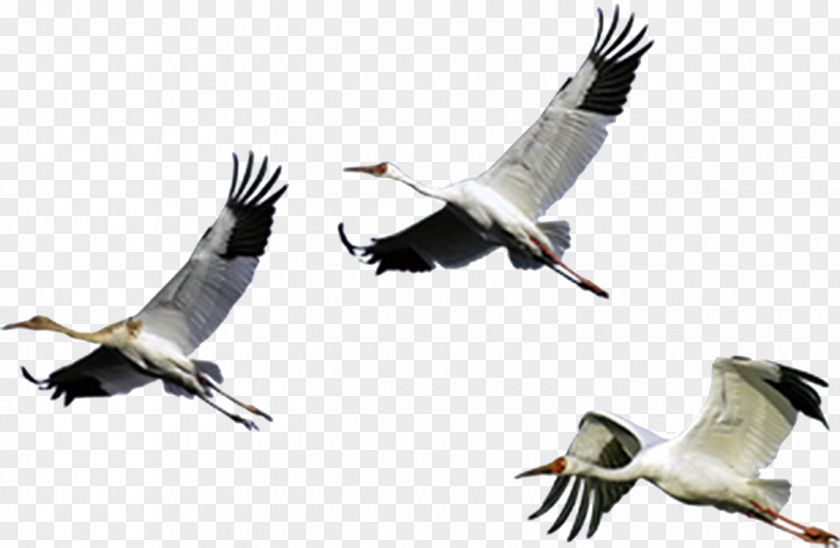 Swan Cygnini Bird PNG