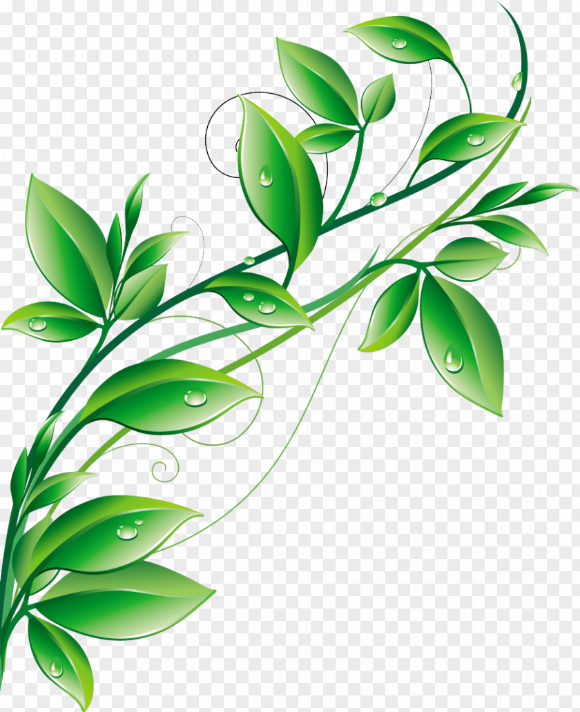 Traditional Background Green Vector Graphics Illustration Clip Art Stock Photography Design PNG