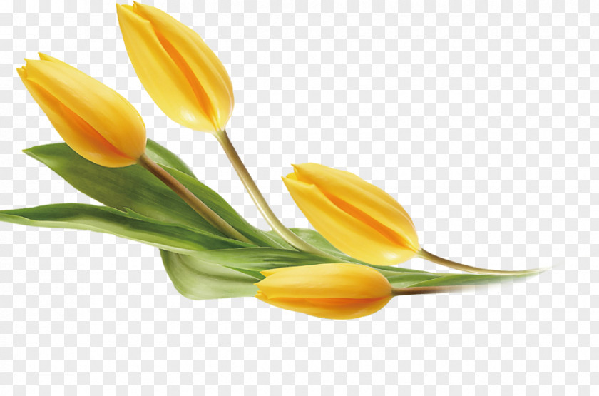 Yellow Tulips Tulip Flower PNG