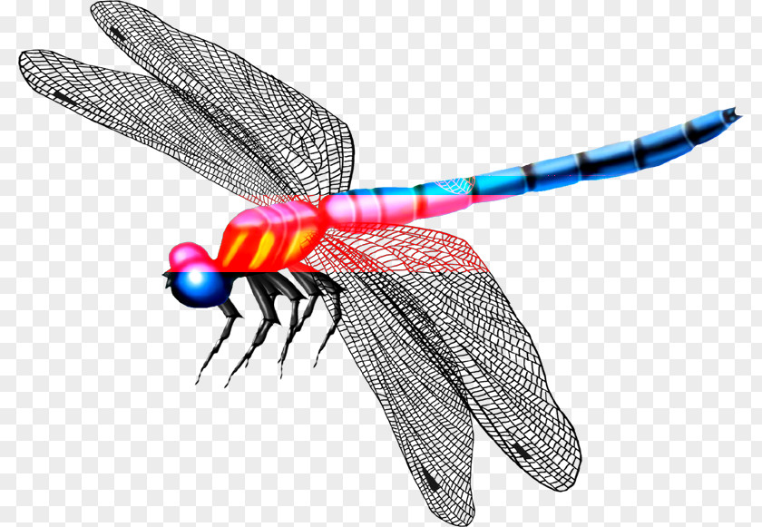 Beautiful Dragonfly Wings Mosquito Insect Butterfly PNG