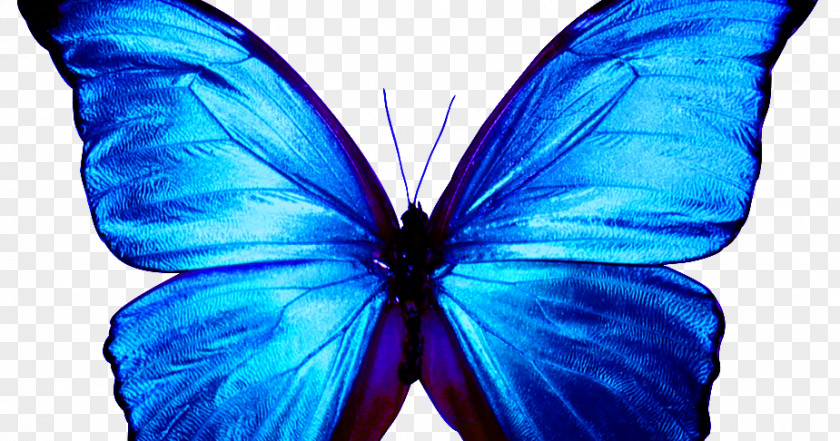 Butterfly Papillon Dog Menelaus Blue Morpho PNG