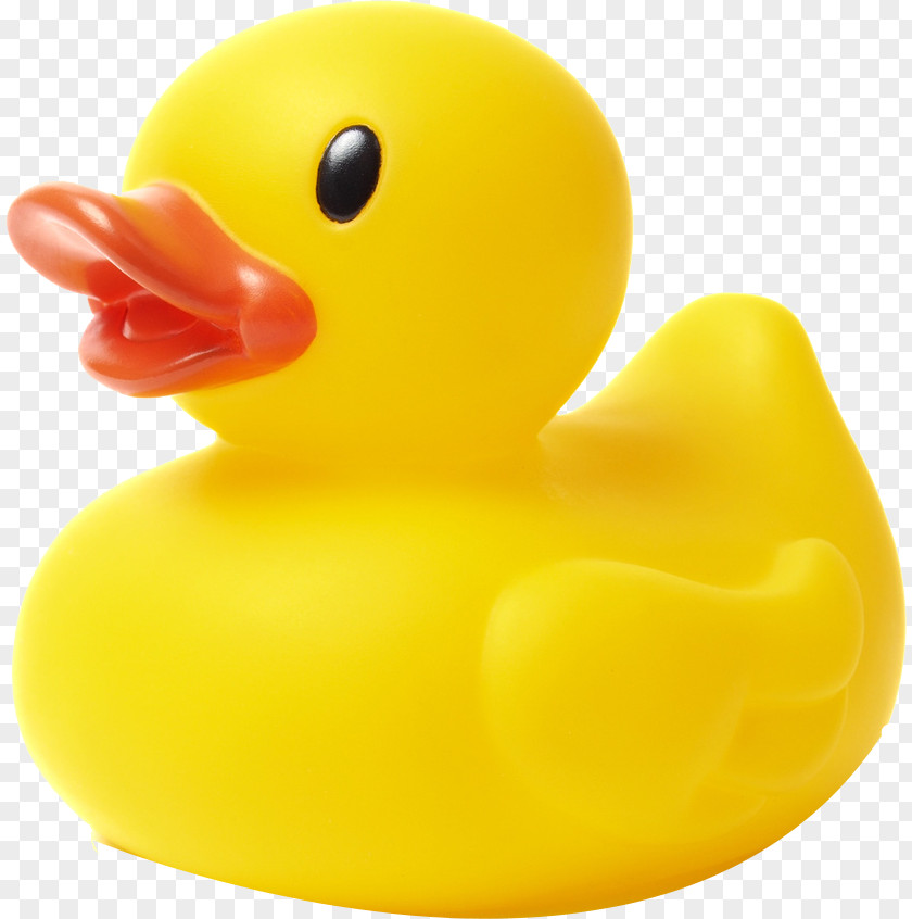 Ducks Model Rubber Duck Stock Photography Natural Stock.xchng PNG