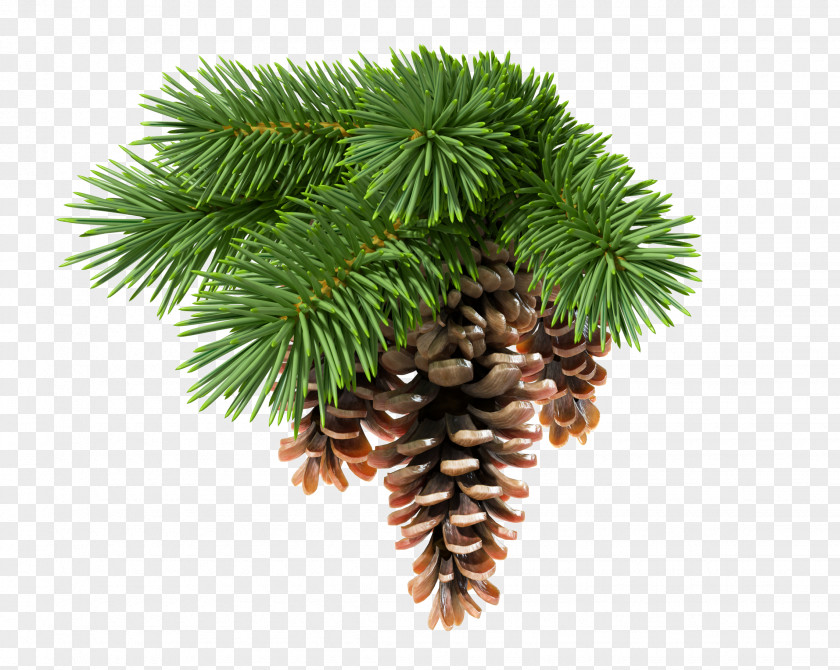 Fir-tree Conifer Cone Fir Pine Stock Photography Conifers PNG