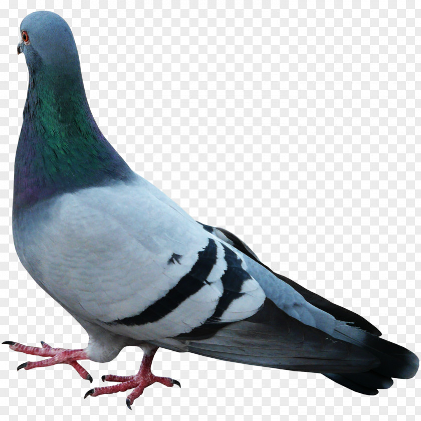 Pigeon Feathers Fly Material Stock Dove Columbidae PNG