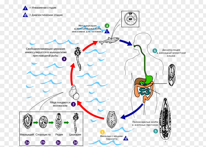 Sinensis Opisthorchis Viverrini Felineus Flukes Clonorchis Liver Fluke PNG