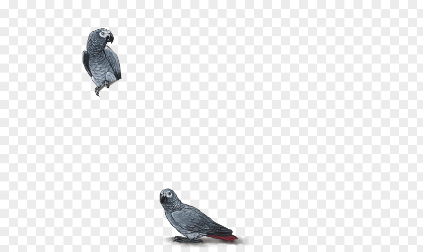 African Grey Beak Fauna Feather PNG
