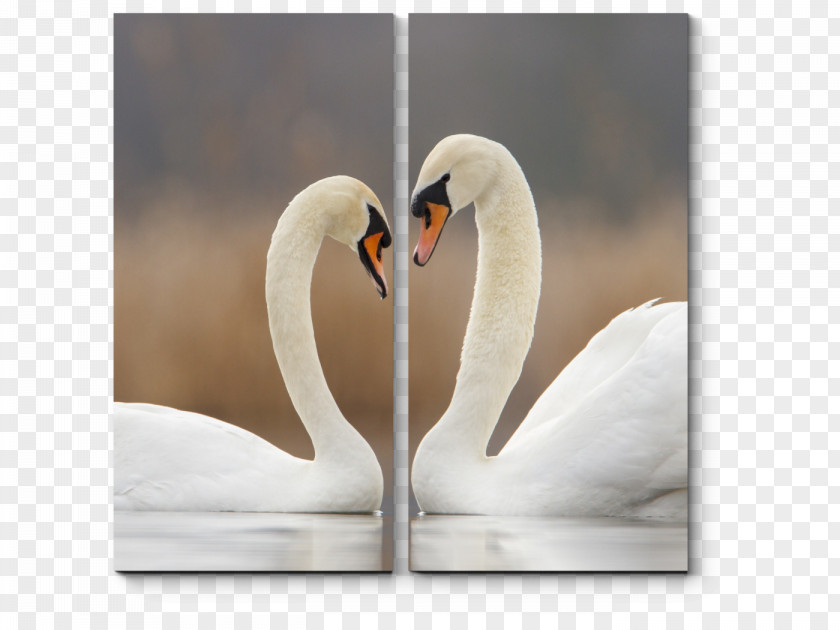 Bird Cygnini Love Life Monogamy PNG