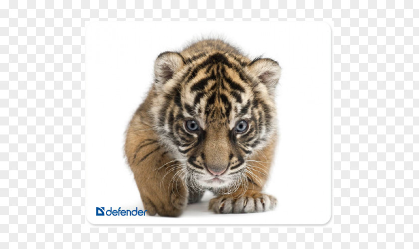 Cat Felidae Whiskers Tiger Cubs Baby Tigers PNG