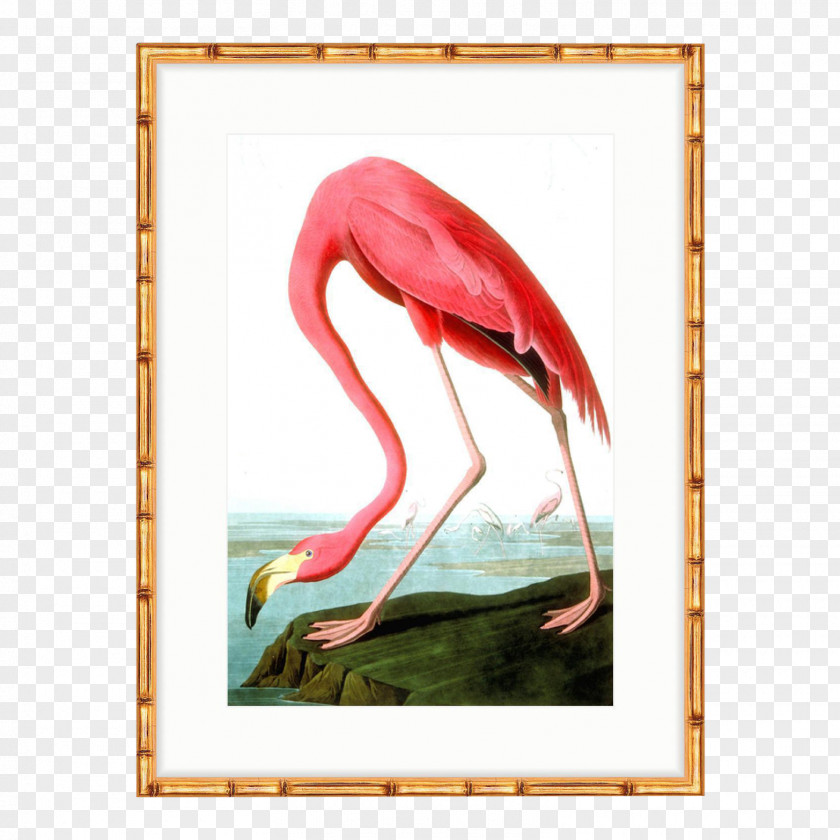 Flamingo The Birds Of America American National Audubon Society PNG